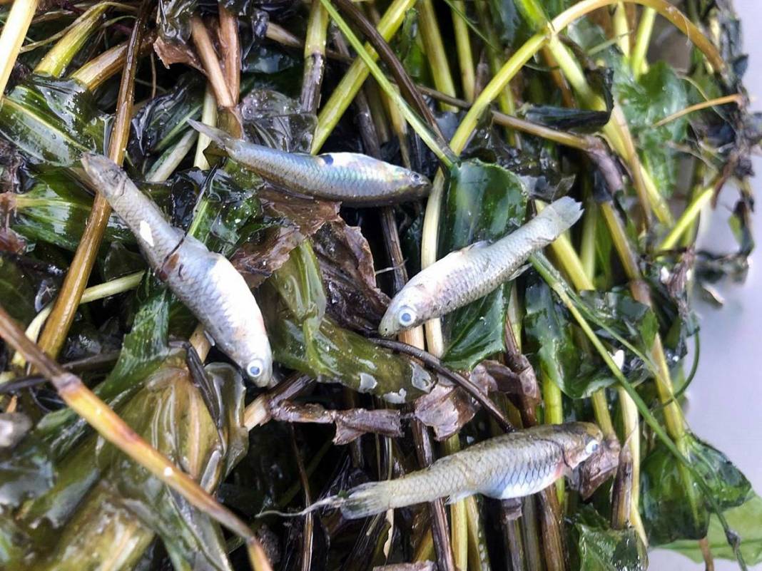 Eğirdir Gölü'nün bölünmesine 1 kilometre kaldı! Binlerce ölü su salyangozu karaya vurdu 10